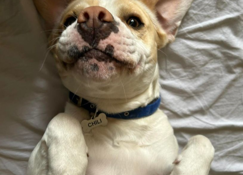 Fotografija 178 - Provjerite tko su naj ljubimci 2024. godine!