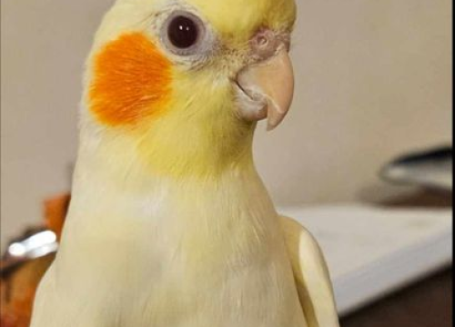 Fotografija 179 - Provjerite tko su naj ljubimci 2024. godine!