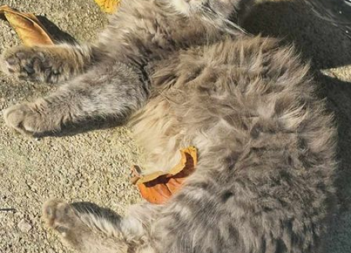 Fotografija 180 - Provjerite tko su naj ljubimci 2024. godine!