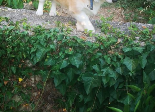 Fotografija 184 - Provjerite tko su naj ljubimci 2024. godine!