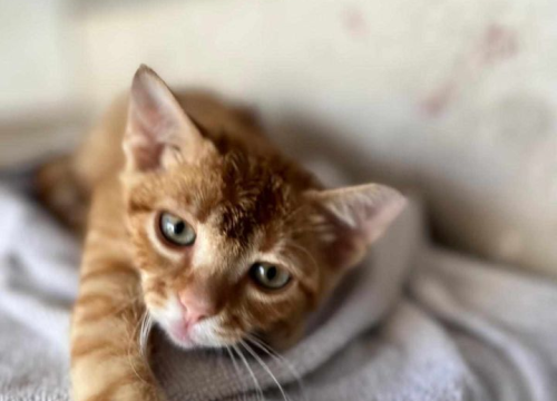 Fotografija 187 - Provjerite tko su naj ljubimci 2024. godine!