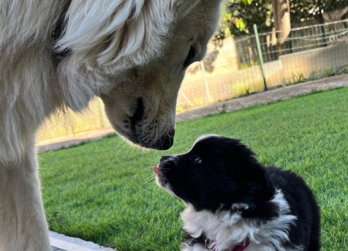 Fotografija 188 - Provjerite tko su naj ljubimci 2024. godine!