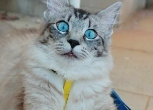 Fotografija 189 - Provjerite tko su naj ljubimci 2024. godine!