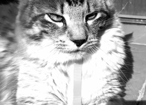 Fotografija 190 - Provjerite tko su naj ljubimci 2024. godine!