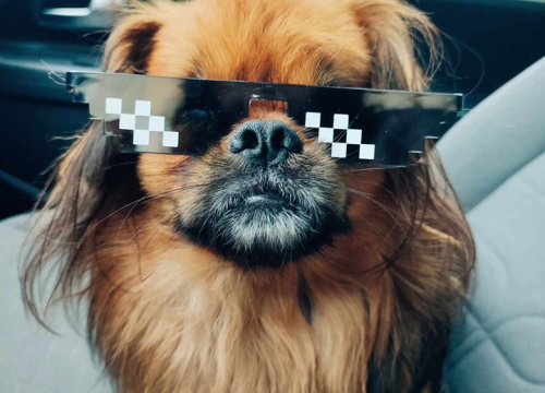 Fotografija 193 - Provjerite tko su naj ljubimci 2024. godine!