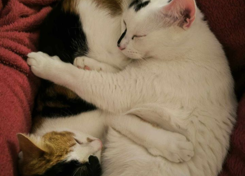 Fotografija 194 - Provjerite tko su naj ljubimci 2024. godine!