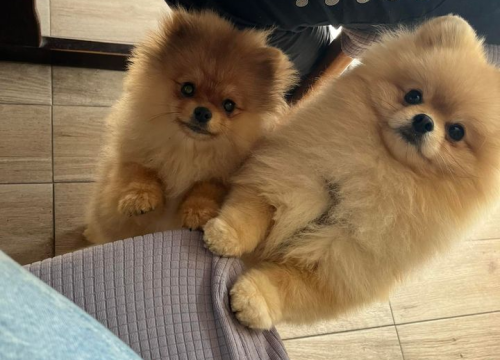 Fotografija 195 - Provjerite tko su naj ljubimci 2024. godine!