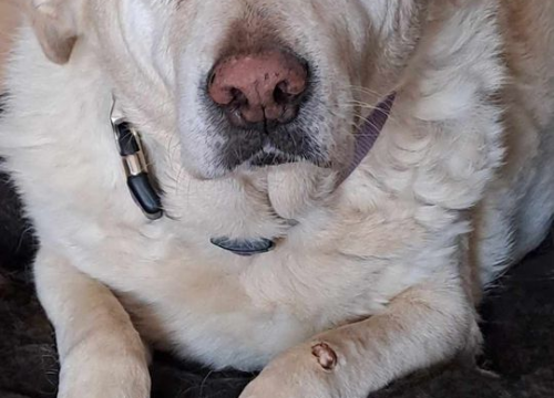 Fotografija 196 - Provjerite tko su naj ljubimci 2024. godine!