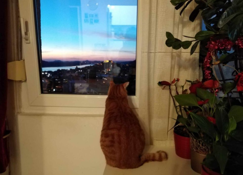 Fotografija 199 - Provjerite tko su naj ljubimci 2024. godine!