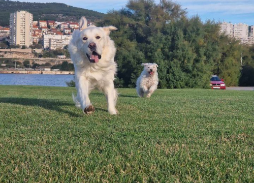 Fotografija 200 - Provjerite tko su naj ljubimci 2024. godine!