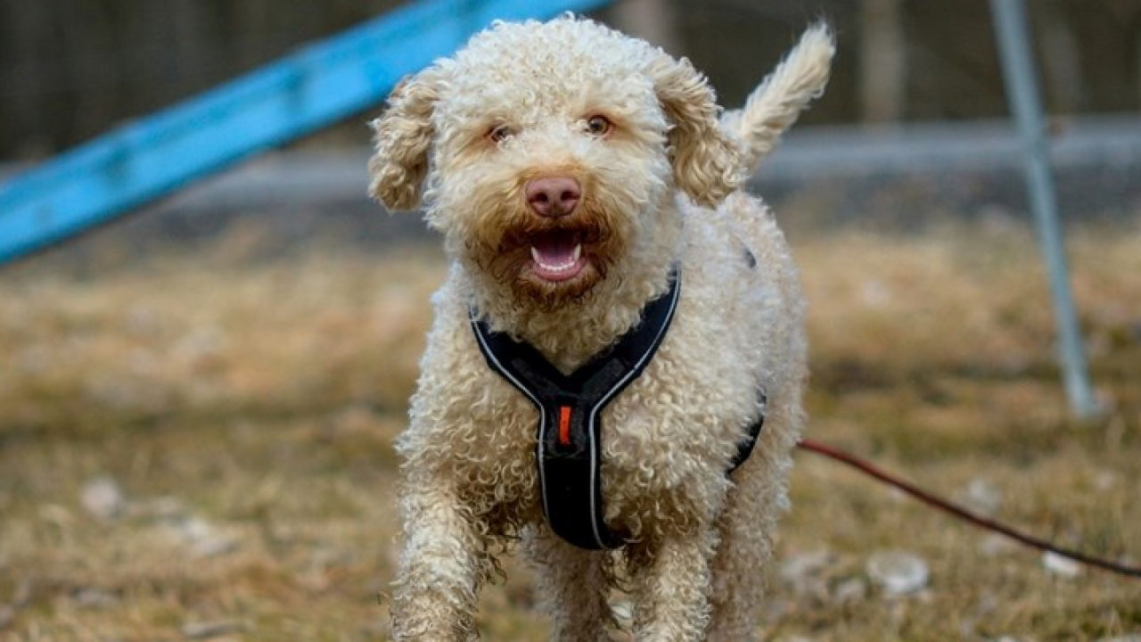 Provjerite: Pet jednostavnih testova otkriva koliko je pas pametan