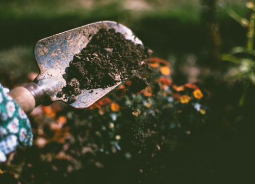 Riješite se štetočina iz vrta uz samo jedan sastojak iz vaše kuhinje