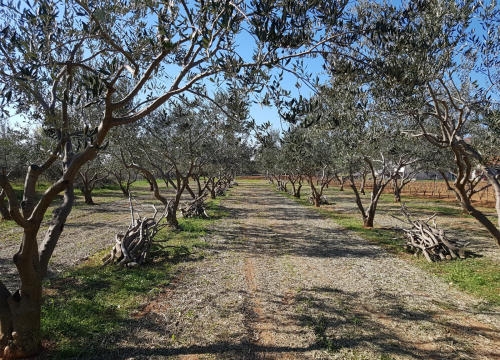 Fotografija 12 - Obitelj Podrug prvo ulje napravila je 1886. godine, a danas osvajaju zlatne medalje od Vodica do New Yorka