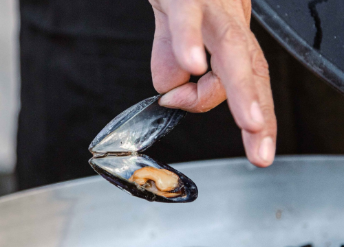 Fotografija 30 - Zbog jednog skladnog para trg ispred Županije i ove je godine pun