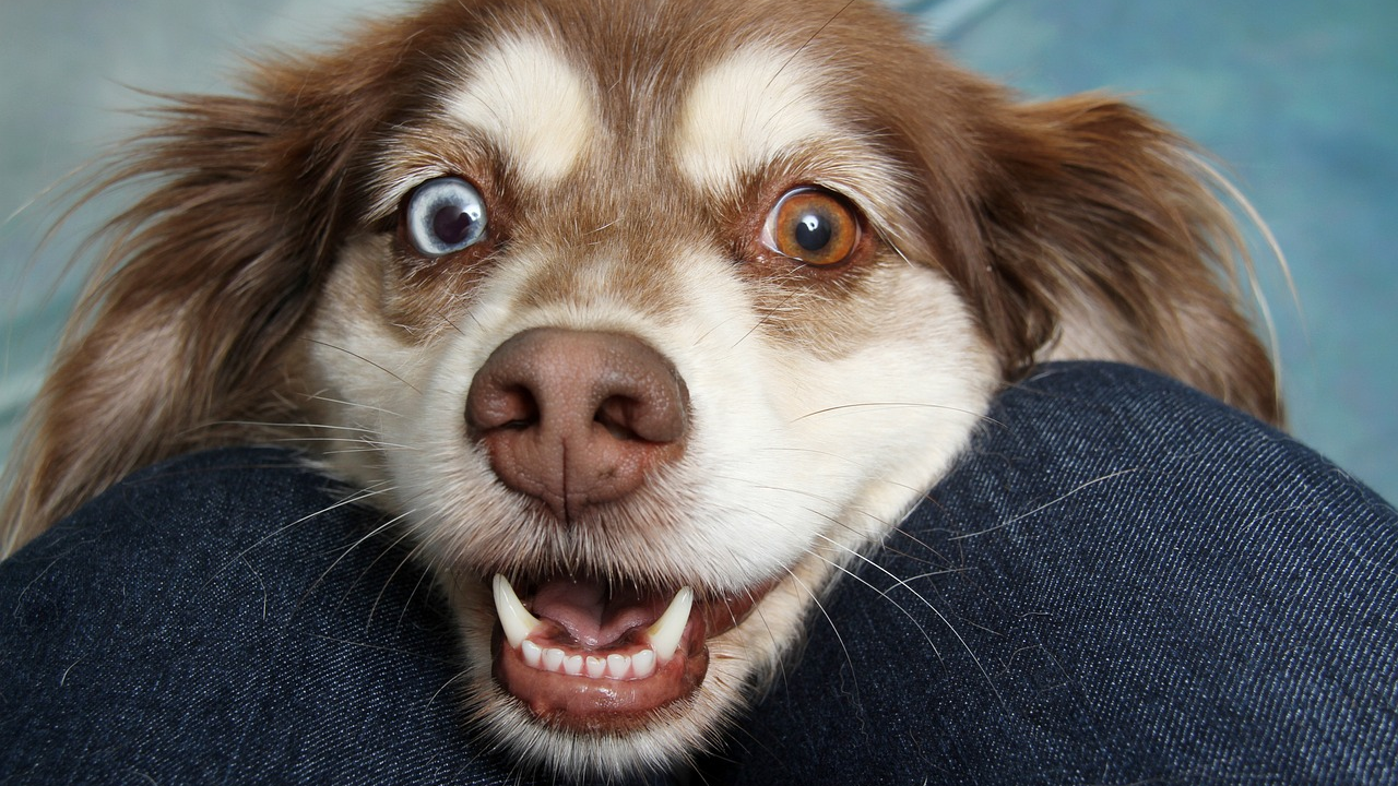 I malo je opasno: Znate li koju hranu (ali baš) nikada ne smijete dati psu?