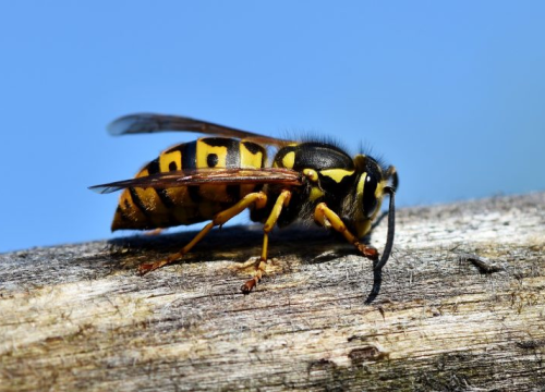 Zasadite ovu biljku uz terasu ili balkon i više nećete vidjeti ose i stršljene
