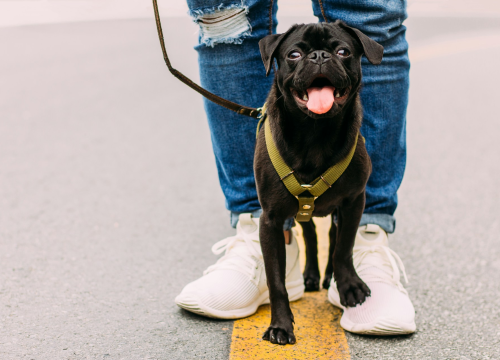 Austrija uvodi obavezno osposobljavanje za vlasnike pasa