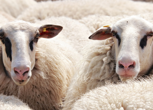 Čagljevi na otočju desetkuju stada ovaca: ‘Ne pamte se na Kornatima takvi ‘krvavi pirovi’’