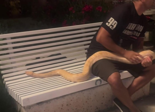 Tip u šetnju splitskom rivom poveo zmiju, ljudi zvali policiju