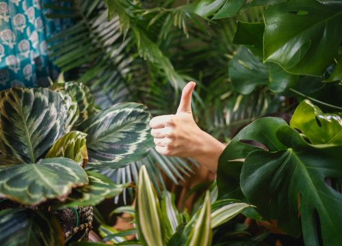 Evo kako vratiti u život kućne biljke koje su se osušile