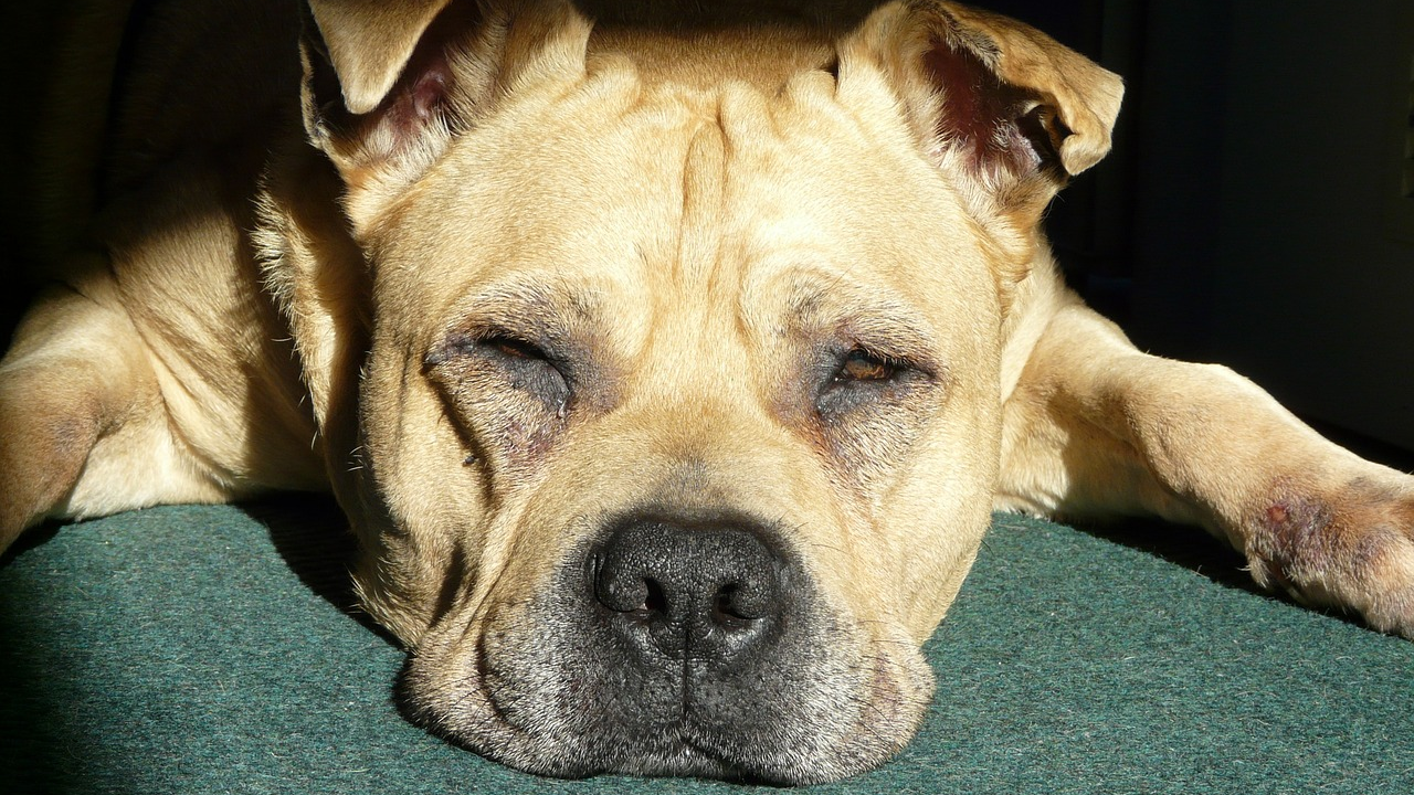 Jeste li znali? Fraza 'pseće vrućine' nema nikakve veze sa psima