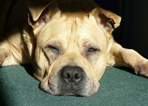 Jeste li znali? Fraza 'pseće vrućine' nema nikakve veze sa psima