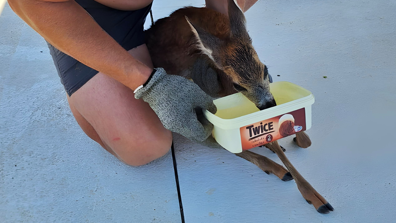 Mladunče srne iz kanala je zbrinuto, pije, jede i živjet će na sigurnom mjestu