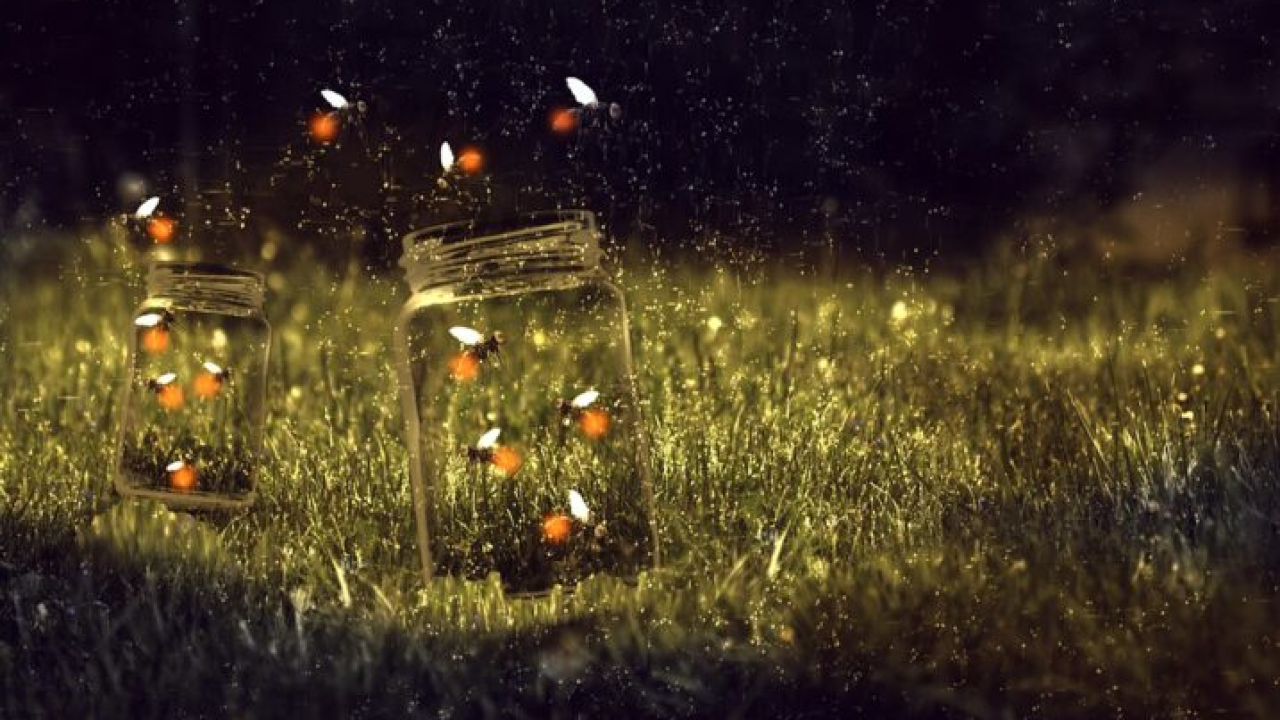 Želite li krijesnice u svom vrtu? Nekoliko jednostavnih trikova za povratak ovih prekrasnih svjetlećih kukaca