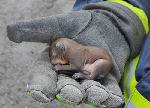 Fotografija 2 - Vatrogasci spasili bebu vjevericu. Nazvali su ga Pablo