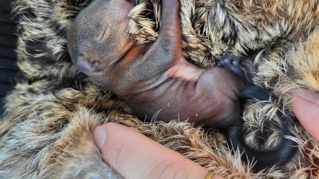 Vatrogasci spasili bebu vjevericu. Nazvali su ga Pablo