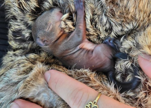 Vatrogasci spasili bebu vjevericu. Nazvali su ga Pablo