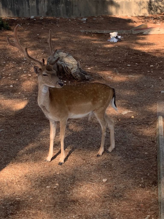 Morska avantura  ŠibenikIN-a: Tjedan dana jedrenja do Dubrovnika, prekrasnih otoka i vala uz nezaboravnu igru dupina
