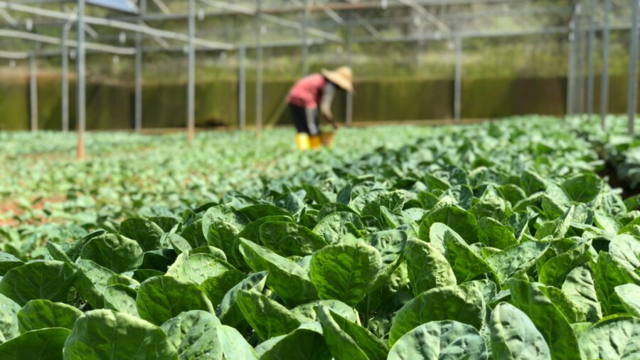 Što se sije i sadi u kolovozu?