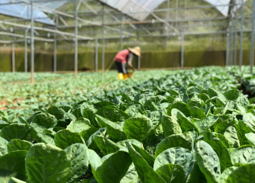 Što se sije i sadi u kolovozu?