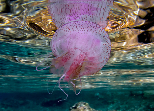 Upoznajte morsku mjesečinu, meduzu koja je mnogima pokvarila ljetovanje na Jadranu
