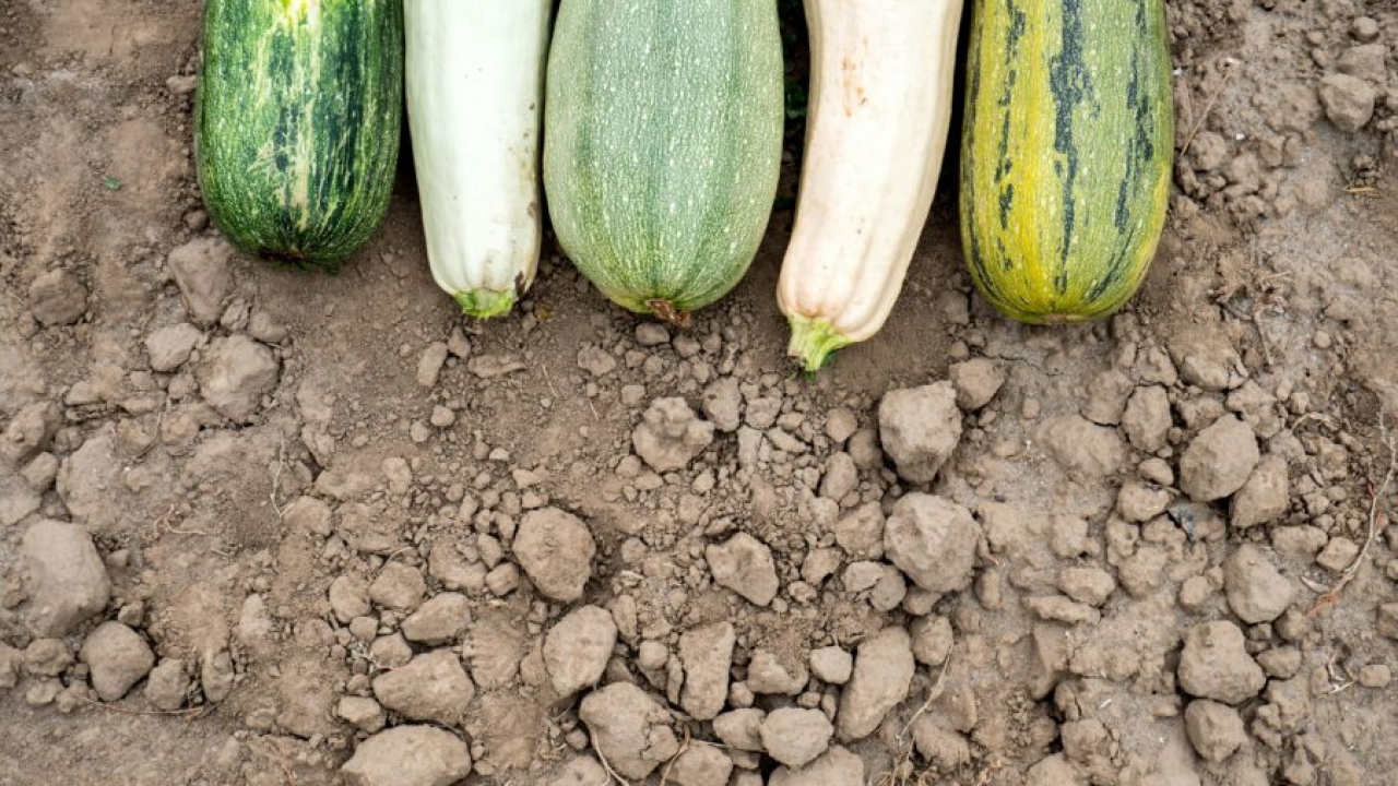 Pet razloga zašto trebamo češće jesti tikvice