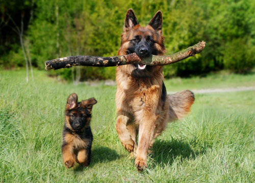 Danas obilježavamo poseban dan: Međunarodni dan pasa