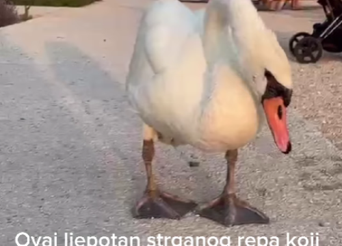 Fotografija 3 -  Nikolina Pišek moli pomoć za ozlijeđenog rogozničkog labuda: 'Teško se kreće'