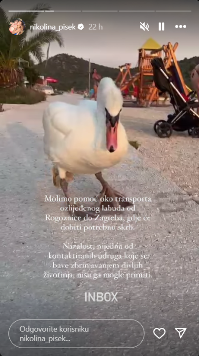 Nikolina Pišek moli pomoć za ozlijeđenog rogozničkog labuda: 'Teško se kreće'