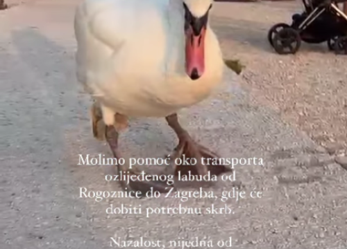 Fotografija 2 -  Nikolina Pišek moli pomoć za ozlijeđenog rogozničkog labuda: 'Teško se kreće'