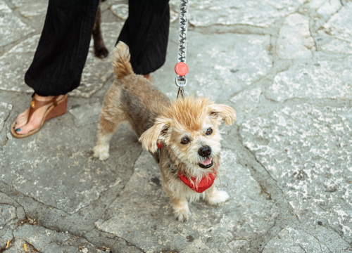 Fotografija 3 - Šibenske šape rođendan proslavile izložbom pasa, tombolom i kvizom