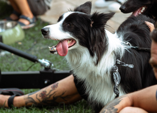 Fotografija 7 - Šibenske šape rođendan proslavile izložbom pasa, tombolom i kvizom