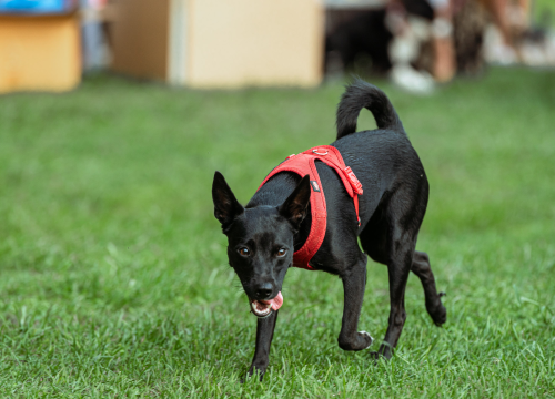 Fotografija 10 - Šibenske šape rođendan proslavile izložbom pasa, tombolom i kvizom