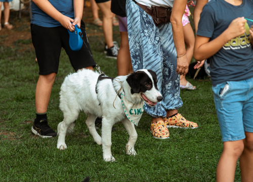 Fotografija 26 - Šibenske šape rođendan proslavile izložbom pasa, tombolom i kvizom