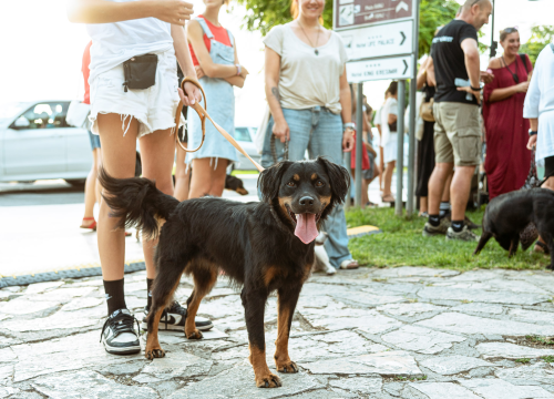 Fotografija 32 - Šibenske šape rođendan proslavile izložbom pasa, tombolom i kvizom