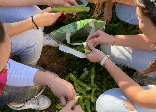 Fotografija 3 - Kninski srednjoškolci u školskom vrtu uzgajaju povrće od kojeg prave namaze