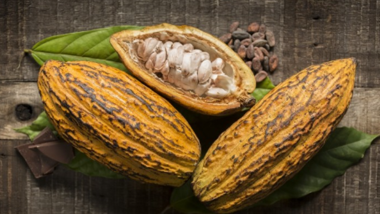 Švicarski znanstvenici potiču proizvodnju drugačije čokolade