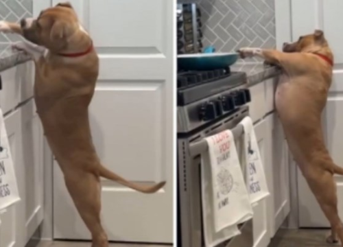 Video je hit: Pas ne želi odustati od namjere da uzme omiljenu poslasticu