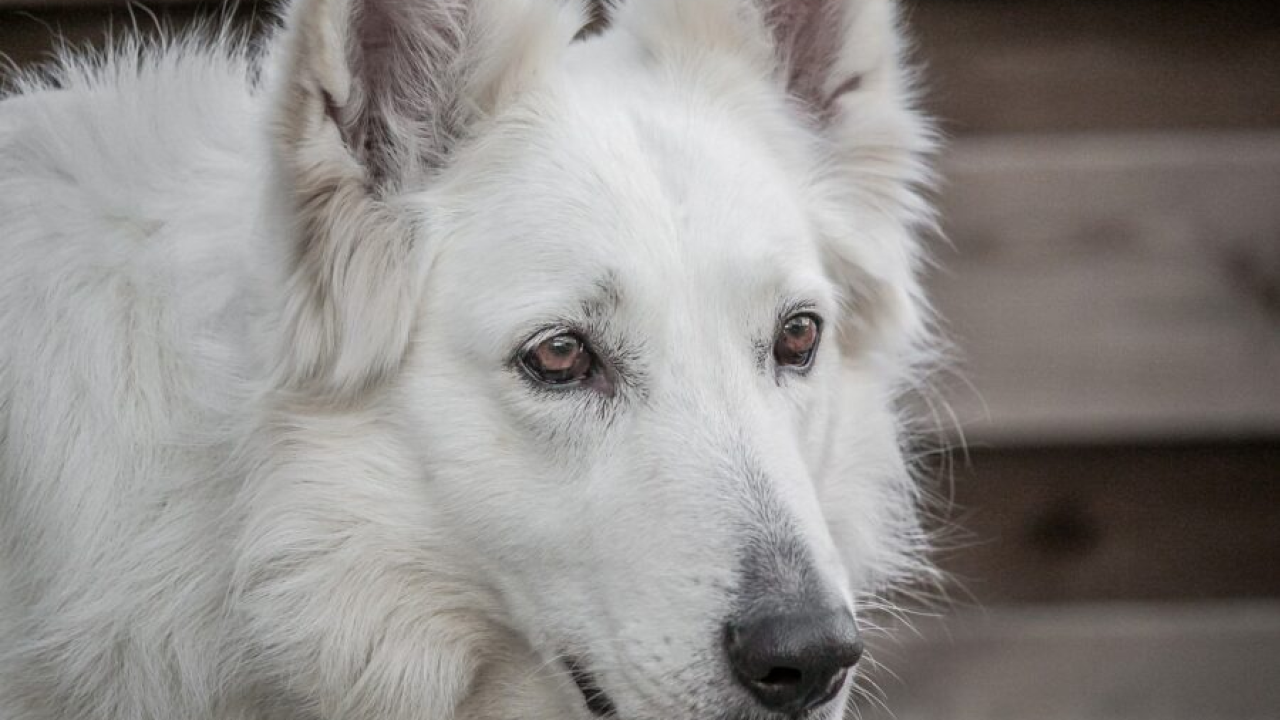Evo kako prepoznati da se pas sprema za napad