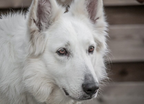 Evo kako prepoznati da se pas sprema za napad